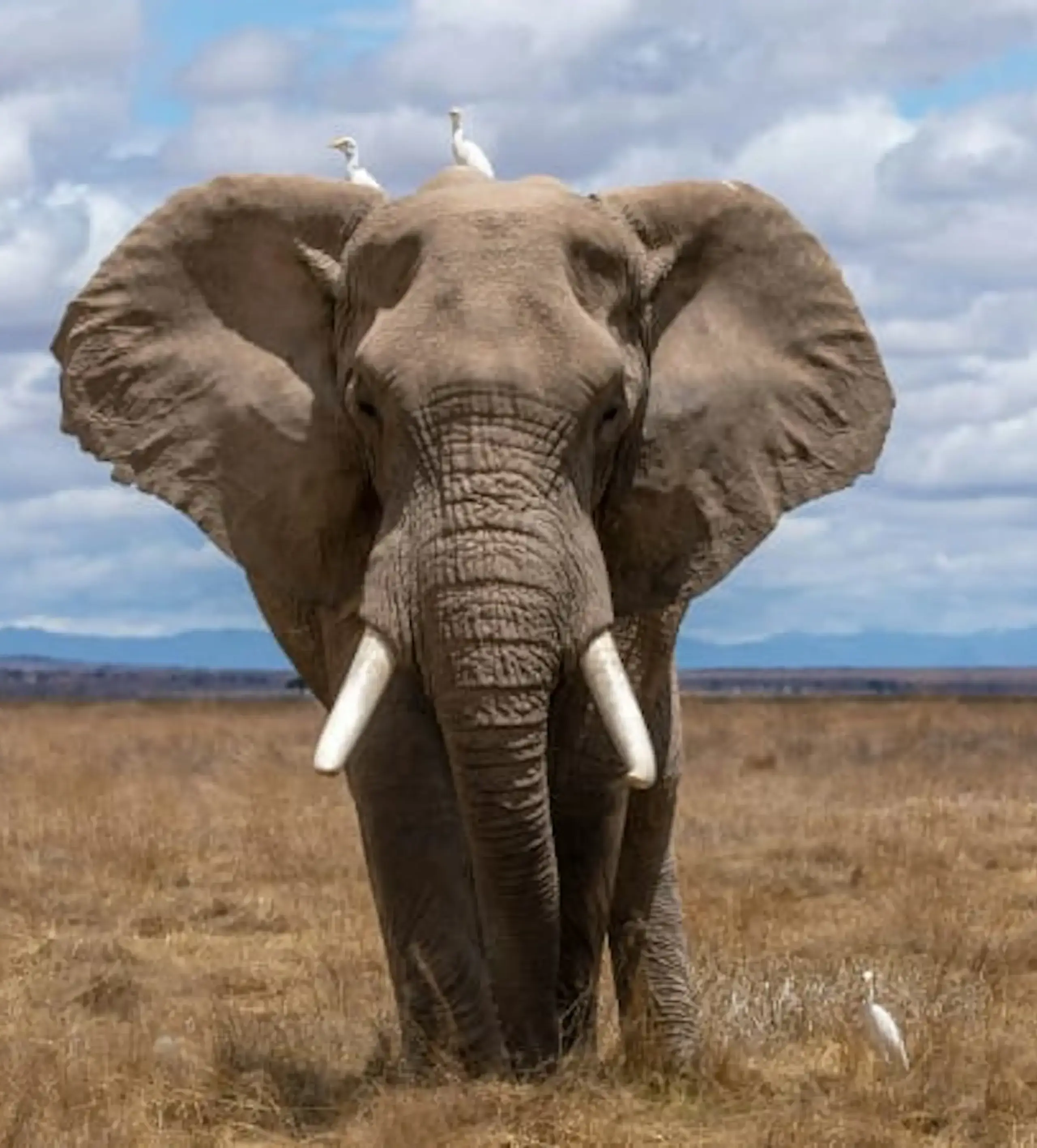 An elephant walking towards camera
