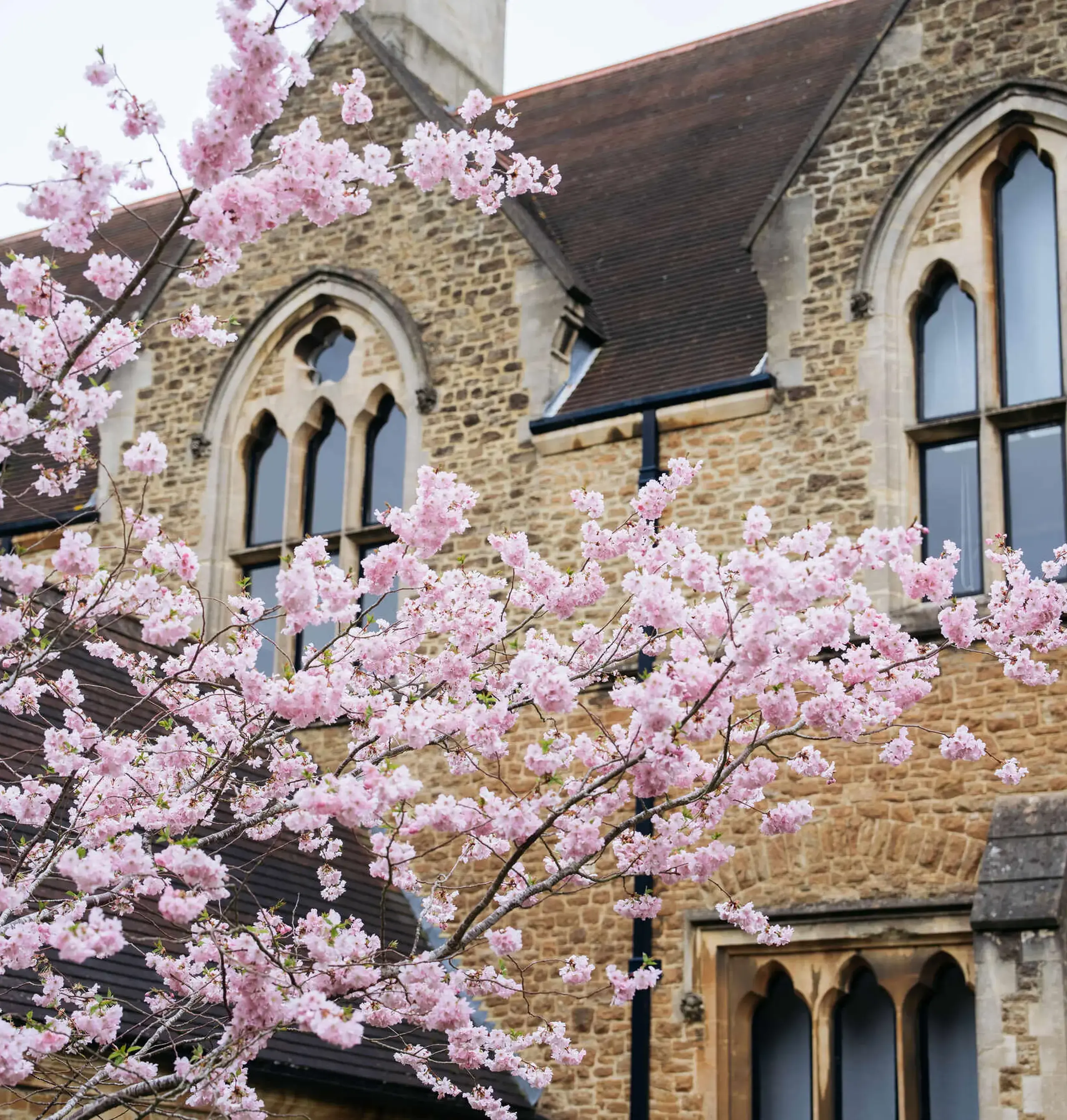Building facade behind a blossoming tree