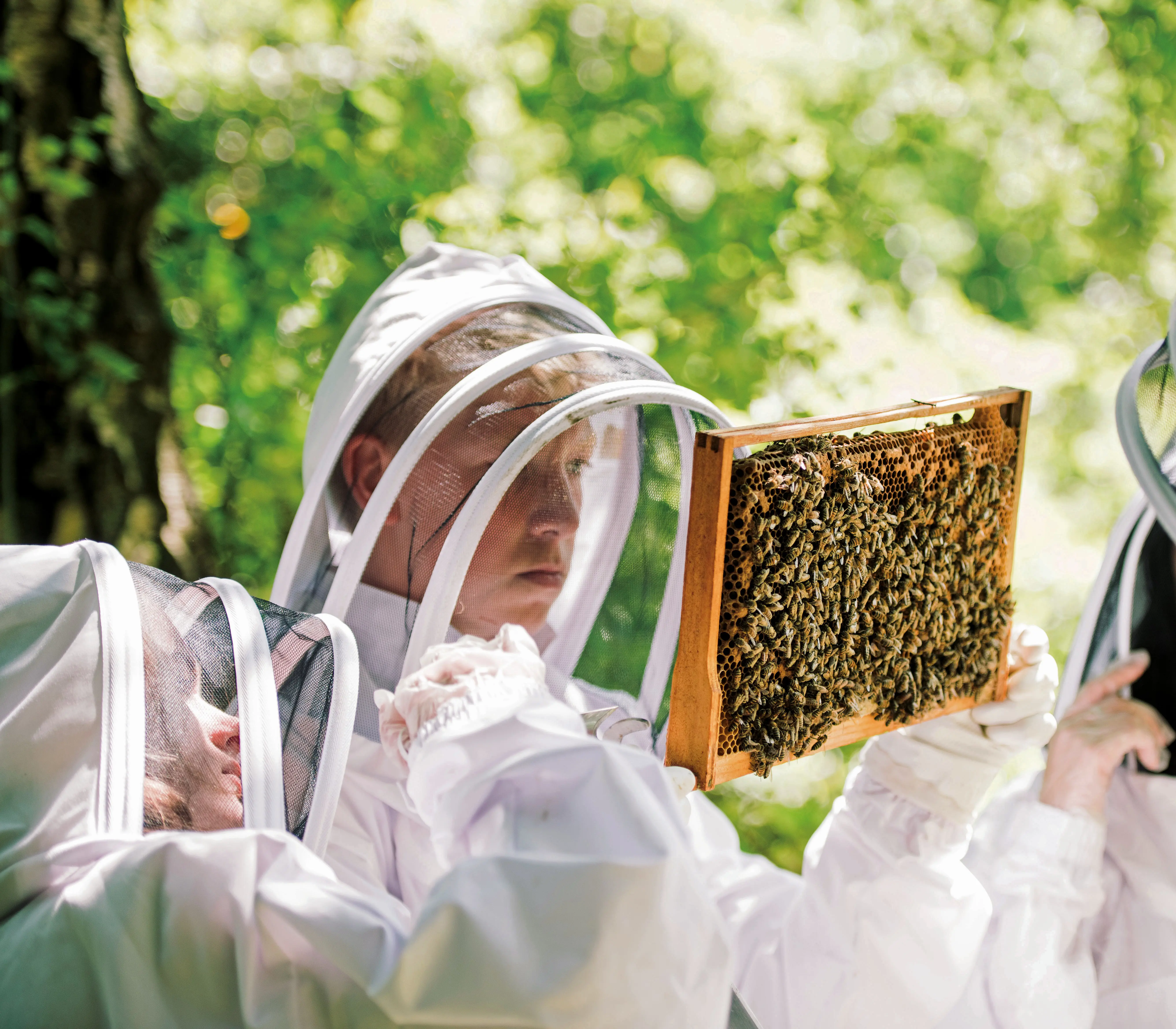  OptimizedImage,,,Optimized